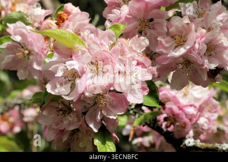 Malus x magdeburgensis. Primo piano di fiori di mele di granchio da bianco semi doppio a rosa pallido che si aprono da boccioli rosa. Foto Stock
