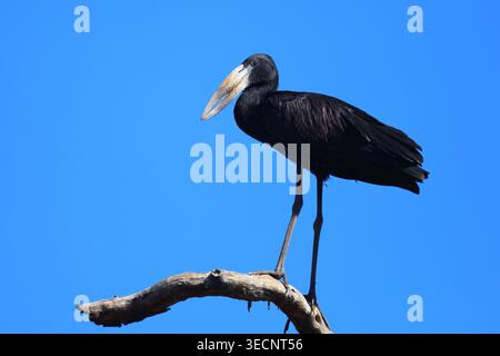 Mohrenklaffschnabel / Africa openbill / Anastomus lamelligerus Foto Stock