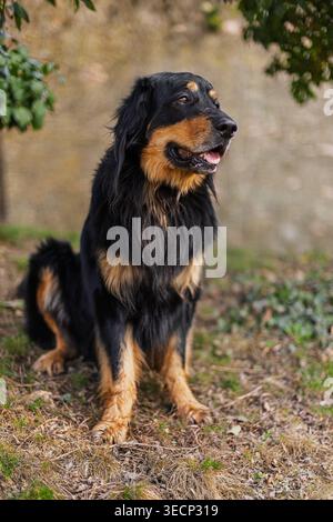 Il cane Hovawart nero e marrone Canis lupus è seduto nel parco Foto Stock