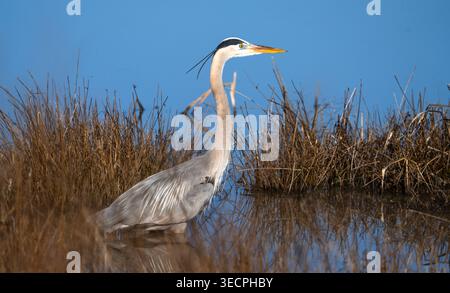 Il Great Blue Heron aspetta pazientemente la colazione al Blackwater Wildlife Refuge a Cambridge, Maryland, USA Foto Stock