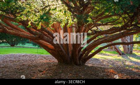 Taxus cuspidata giapponese maturo (Taxus cuspidata) con rami massicci e corteccia rossastra squamosa all'Arnold Arboretum, Boston, Massachusetts, USA. Foto Stock