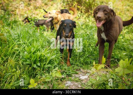 Gruppo di cani randagi in una lussureggiante vegetazione verde con cane nero in piedi davanti alla macchina fotografica con la lingua fuori Foto Stock