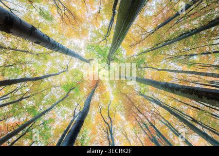 Una vista dal basso che cattura alti alberi con foglie autunnali vibranti, un mix di verde e giallo fogliame contro un cielo luminoso. Foto Stock
