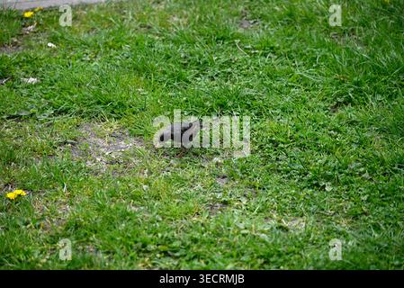 Single starling in cerca di cibo. Dettaglio di Sturnus vulgaris in cerca di cibo nelle praterie. Foto Stock