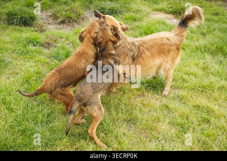 Due cani randagi che saltano e giocano insieme in un lussureggiante campo erboso con un cane in piedi sulle zampe posteriori Foto Stock