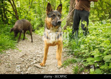 Cane pastore tedesco in piedi accanto alle gambe della persona in una lussureggiante foresta verdeggiante radura con altri cani visibili nelle vicinanze Foto Stock