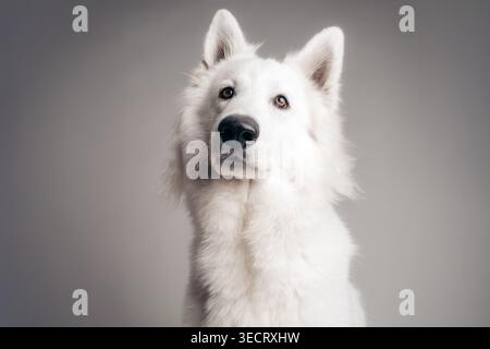 Ritratto in studio di un pastore svizzero bianco con cappotto soffice e orecchie vigili, rivolto verso l'alto su uno sfondo grigio neutro. Illuminazione pulita, spazio di copia Foto Stock