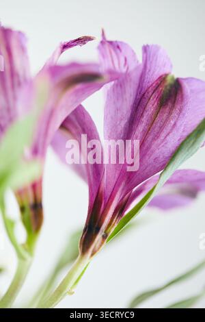 Morbida foto macro di un fiore di alstroemeria viola con delicati petali e steli verdi, isolata su uno sfondo bianco pulito, per creare un'eleganza Foto Stock