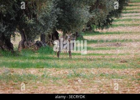 Due caprioli pascolano tranquillamente in un tranquillo campo erboso accanto agli alberi, catturati dalla luce naturale soffusa, trasmettendo un comportamento tranquillo della fauna selvatica in un paesaggio rurale Foto Stock