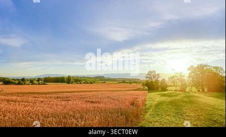 L'ora d'oro al tramonto illumina un campo di grano rurale vicino a Ginevra, con toni caldi su terreni agricoli, sentieri erbosi e colline lontane sotto una soffice striscia di nuvole Foto Stock