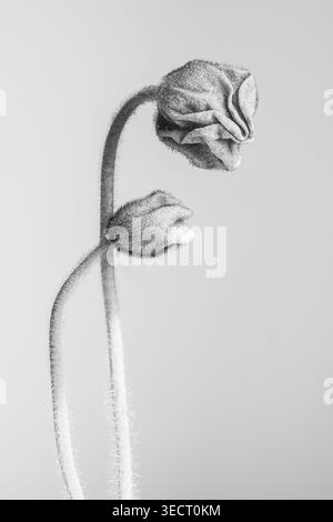 Raffinata arte botanica minimalista di un papavero con stelo fuzzy e delicati petali in morbido monocromo, che creano un'estetica serena dei fiori primaverili con ampl Foto Stock