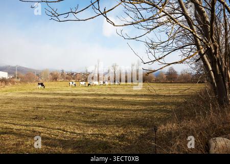 Paesaggio invernale panoramico a Cerdanya, con mucche che pascolano pacificamente in un campo rurale. Le montagne dei Pirenei spolverate di neve si stagliano sullo sfondo sotto un Foto Stock