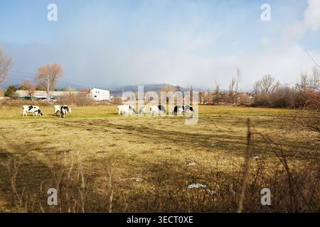 Le mucche bianche e nere pascolano pacificamente in un campo rurale di Cerdanya. Lo sfondo rivela montagne innevate sotto un cielo limpido, catturando il fascino Foto Stock