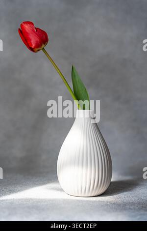 Durata minima di un singolo tulipano rosso in un vaso in ceramica bianca testurizzata su un tavolo grigio con luce naturale soffusa. Foto Stock