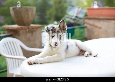 Simpatico cucciolo di Border collie disteso su un tavolo bianco all'aperto, guardando la telecamera in un patio con un morbido sfondo bokeh, tranquillo e divertente Foto Stock