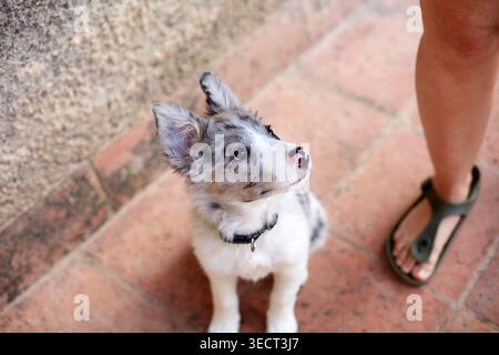 Adorabile cucciolo di Border collie seduto su un patio piastrellato e guardando il suo proprietario, con un colletto. Primo piano di una scena di animali domestici all'aperto che mostra fiducia e allenamento Foto Stock