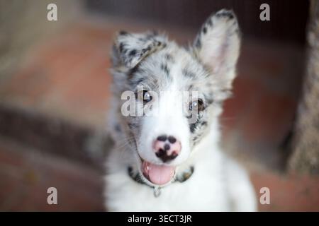 Ritratto ravvicinato di un adorabile cucciolo di collie di bordo con cappotto blu merle, occhi luminosi ed espressione felice, seduti in casa con un morbido bokeh backgroun Foto Stock