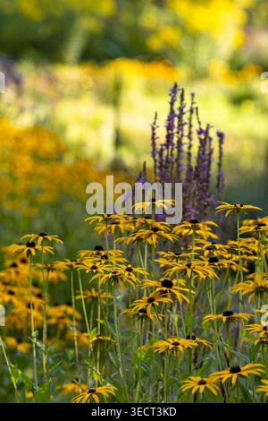 Prato di fiori selvatici illuminato dal sole con fiori a coda gialli e alte punte di fiori viola in morbido bokeh. Giardino estivo naturale con colori vivaci e calma Foto Stock