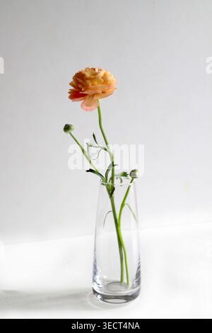 Un ranunculus arancione con gemme verdi in vaso di vetro su sfondo grigio chiaro e bianco sfumato, natura morta floreale minimalista. Foto Stock