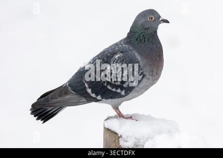 Un piccione selvatico si erge su un palo di legno innevato su uno sfondo bianco pulito. I raffinati motivi di piume e il collo iridescente si illuminano dolcemente come l'uccello calmo Foto Stock