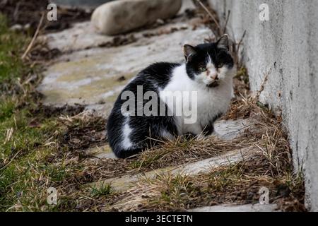 Ritratto ravvicinato di un gatto randagio bianco e nero che riposa accanto a un muro di cemento su un lembo di erba secca. Il felino guarda con gli occhi verdi che mostrano segni di usura Foto Stock
