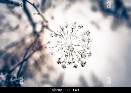 Delicato umbel invernale spolverato di neve fresca catturata dall'alto con una messa a fuoco morbida. I gambi irradianti formano una stella ghiacciata su uno sfondo chiaro Foto Stock
