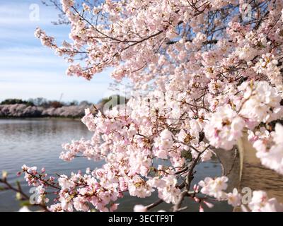 Yoshino Cherry Blossoms Peak Bloom Tidal Basin Washington DC Stati Uniti / WASHINGTON DC - i rami di ciliegio Yoshino mostrano densi ammassi di fiori rosa pallido e bianchi in fiore, sovrastando le acque del bacino di marea vicino a un sentiero pedonale lastricato. Il ciliegio Yoshino (Prunus x yedoensis) è una specie ibrida coltivata apprezzata per i suoi prolifici fiori primaverili che emergono prima del suo fogliame. I boschetti circostanti hanno avuto origine da un dono diplomatico del 1912 di 3.000 alberi da Tokyo agli Stati Uniti. La fase di picco della fioritura, definita come quando il 70% dei fiori sono completamente aperti, è A. Foto Stock