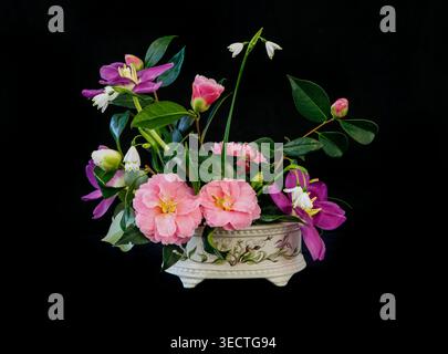 Elegante disposizione primaverile di camelie rosa, clematidi viola e delicate gocce di neve in una fioriera in ceramica floreale sul nero. Foto Stock