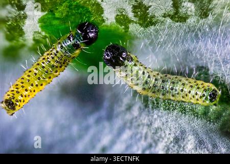 Primo piano di piccoli caterpillari di tartarughe appena nati che emergono accanto alla loro massa di uova setose su una superficie di foglie in vista macro. Foto Stock