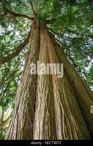 Antico cedro rosso occidentale che si estende verso il cielo, la sua corteccia a solco e l'ampia tettoia che cattura la tranquilla maestosità delle vecchie foreste. Foto Stock