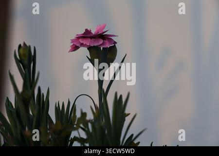 I garofani rosa e viola fioriscono in un vaso, con sfondo bianco e ombre gettate sul retro Foto Stock