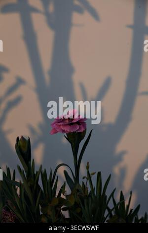 I garofani rosa e viola fioriscono in un vaso, con sfondo bianco e ombre gettate sul retro Foto Stock