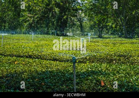 Irrigatori automatici per innaffiare il campo da tè Foto Stock