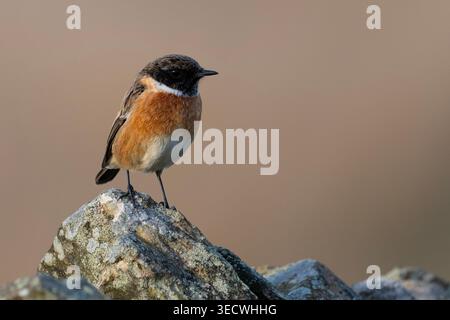 Maschio europeo Stonechat (Saxicola rubicola) su una brughiera nel Peak District. Foto Stock