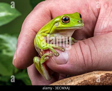 Verde brillante la rana arroccata delicatamente in una mano, mostrando i suoi occhi lucidi, la pelle liscia e le delicate dita delle arrampicate. Foto Stock