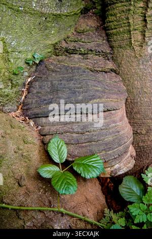 Il fungo della coda dell'elefante o della staffa che emerge da un antico tronco di albero, le sue scaffali legnose stratificate modellate da anni di lento decadimento. Foto Stock
