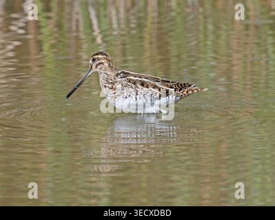 Guado di cecchino comune in acque poco profonde Elmley Marshes Kent Foto Stock