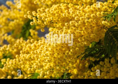 Primo piano dettagliato di morbide palline gialle di mimosa che crescono in un grande mazzo su un albero in primavera. Foto Stock