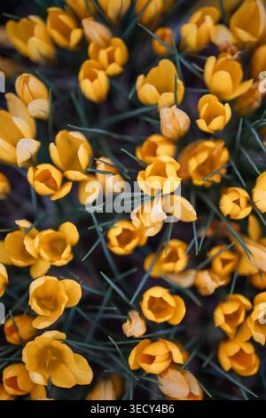 Molti piccoli e lussureggianti crochi gialli in piena fioritura nel giardino primaverile, le primrose che fioriscono in aiuole. Foto Stock