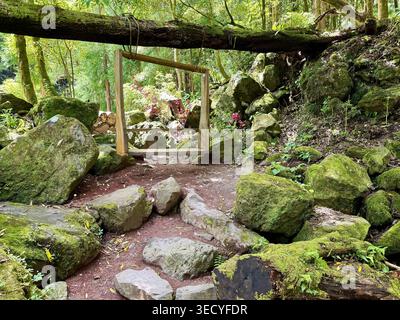 Un telaio rustico in legno sospeso da un tronco d'albero caduto nel lussureggiante paesaggio vulcanico del Parque Grená sull'isola di São Miguel, Azzorre. Foto Stock