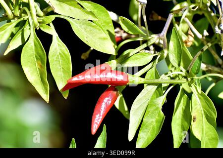 Due peperoncini rossi lucidi pendono dai loro steli in mezzo a un fogliame verde brillante, le superfici lisce catturano la luce. Viene evidenziata la vista Close-up Foto Stock