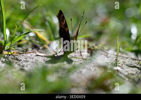 Farfalla di pavone che diffonde ali su un terreno argilloso. Dettagli di Aglais io seduto al sole su terra di argilla secca. Foto Stock