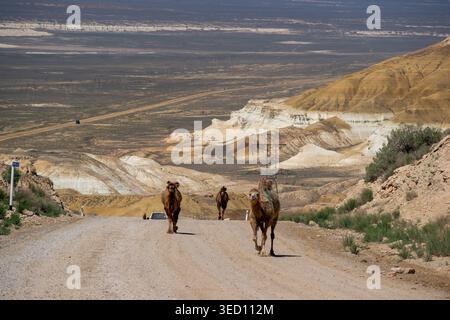 Cammelli battriani che camminano lungo una strada desertica sull'altopiano di Ustyurt, questo vasto e arido altopiano era un tempo una sezione dell'antica via della Seta Foto Stock