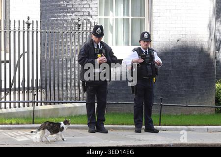 Larry, il numero 10 di Downing Street, il topolino residente, cammina lungo la strada, superando due poliziotti, Londra, Regno Unito Foto Stock