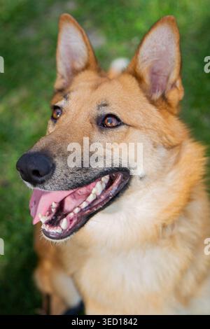 Foto in primo piano verticale della museruola dei cani che guarda lateralmente con la lingua sporgente Foto Stock