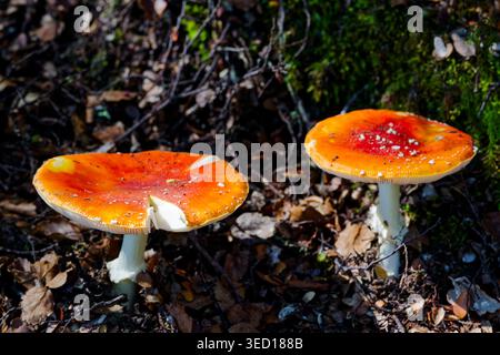 Amanita muscaria, comunemente nota come fly agaric o fly amanita, è un fungo basidiomycete del genere Amanita. È un fungo arancione. Foto Stock