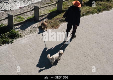 Persona anziana che indossa un cappello arancione a teglia larga, che cammina con due cani al guinzaglio su un sentiero lastricato sulla spiaggia. Foto Stock