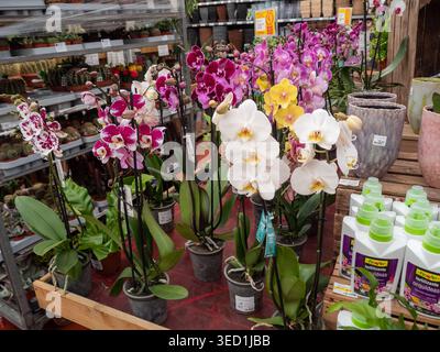 Sitges, Spagna - 21 marzo 2026: Un'ampia varietà di orchidee di falena (Phalaenopsis) in diversi colori e motivi, tra cui bianco, macchiato viola e y Foto Stock