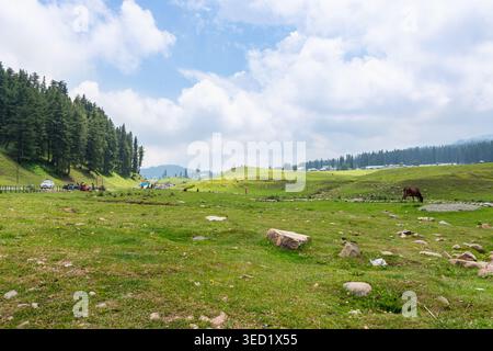Una vista mozzafiato di un vasto e ondulato prato verde tra le montagne del Kashmir, caratterizzato da una mucca pascolante, foreste di pini e un cielo blu nuvoloso. Foto Stock