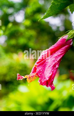 Un vivace Hibiscus rosa-sinensis rosso (Bunga Raya), caratterizzato da anterie dettagliate ricoperte di polline e fresche gocce di rugiada mattutina. La messa a fuoco evidenzia il int Foto Stock